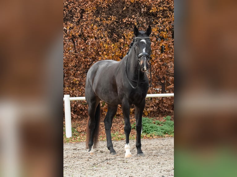 KWPN Stallion 5 years 17 hh Smoky-Black in Aachen