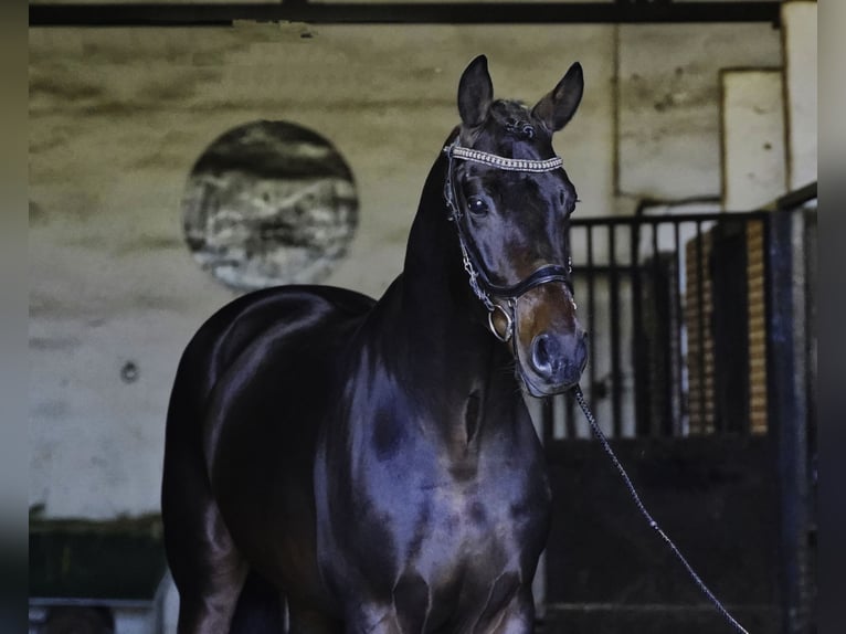 KWPN Stallion 5 years 17,1 hh Bay-Dark in La Cabrera