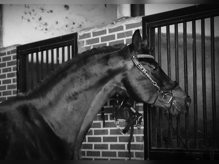 KWPN Stallion 5 years 17,1 hh Bay-Dark in La Cabrera