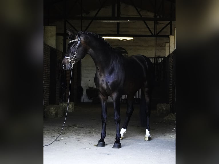 KWPN Stallion 5 years 17,1 hh Bay-Dark in La Cabrera