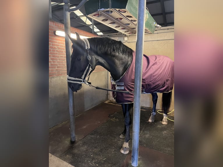 KWPN Stallion 5 years 17,2 hh Smoky-Black in Erp