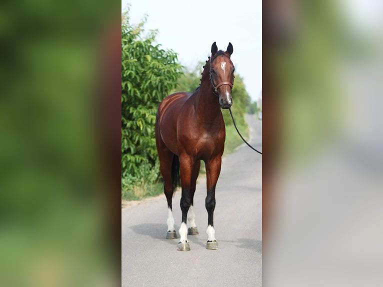 KWPN Stallion 5 years Bay in Kecskemet