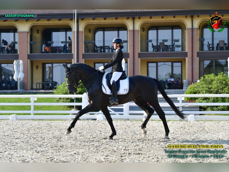 KWPN Stallion 5 years in Cascina Elisa