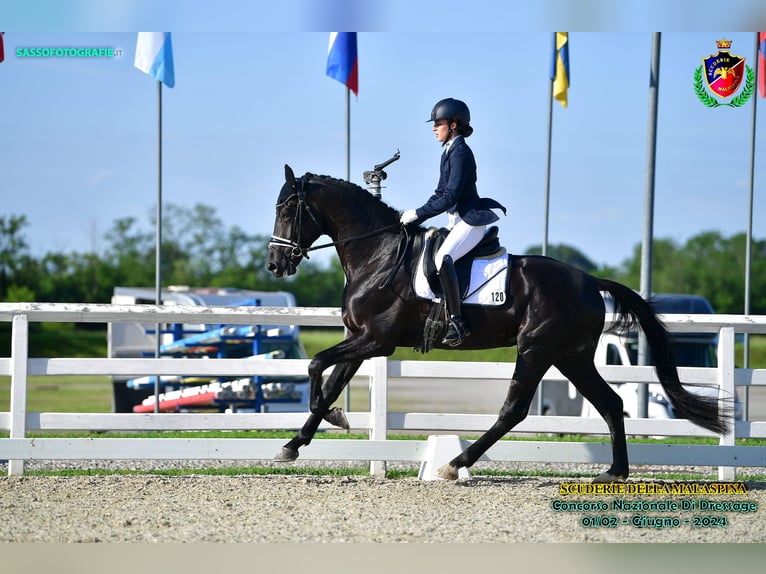 KWPN Stallion 5 years in Cascina Elisa