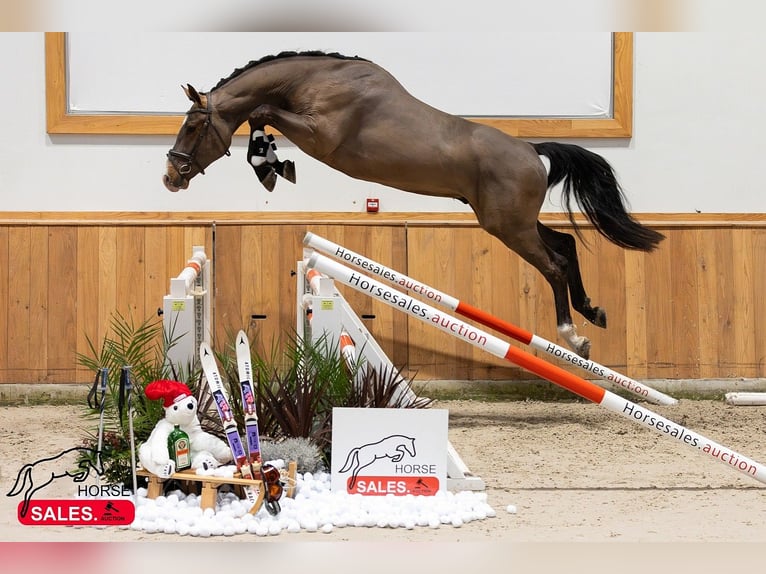 KWPN Stallion 5 years in Békéscsaba