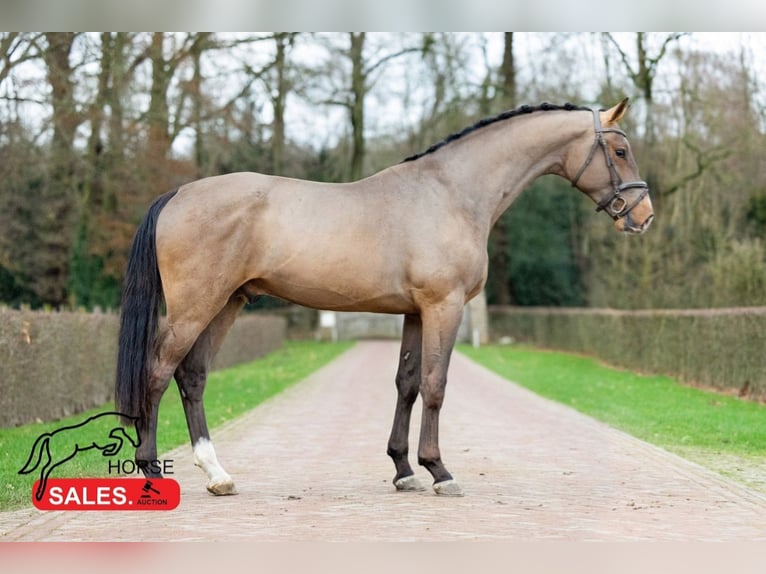 KWPN Stallion 5 years in Békéscsaba