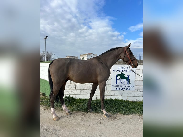 KWPN Stallion 5 years in Madrid