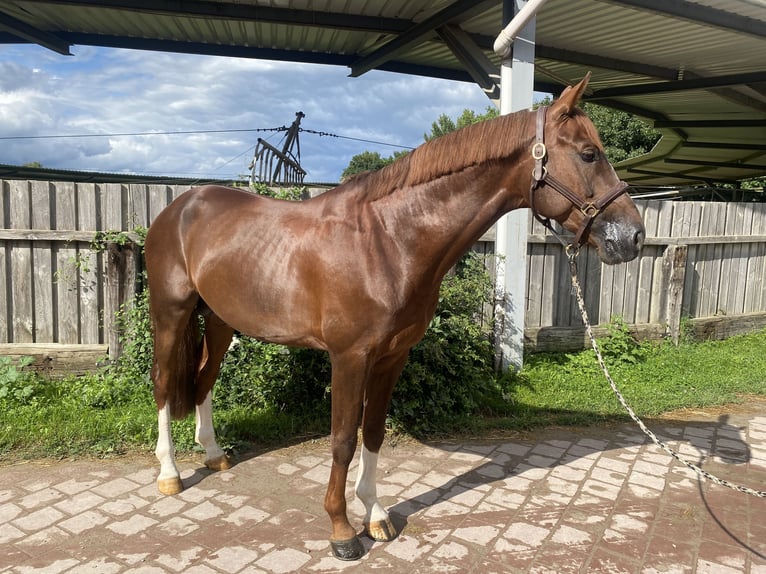 KWPN Stallion 6 years 16,1 hh Chestnut in Neuried