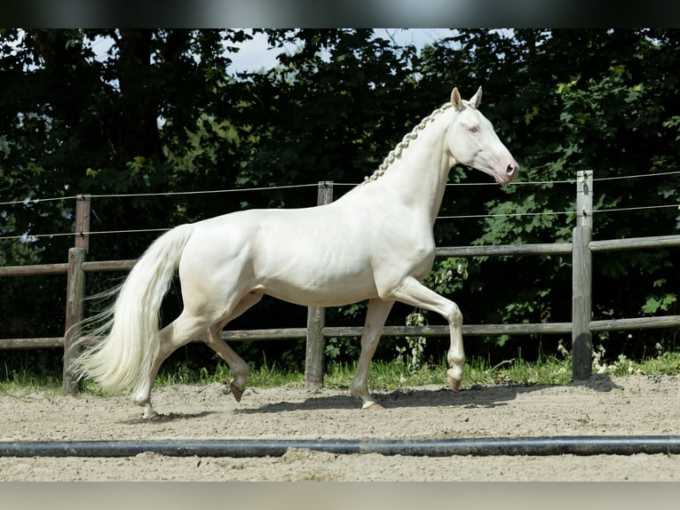 KWPN Stallion 6 years 16.1 hh Cremello in Ulicoten
