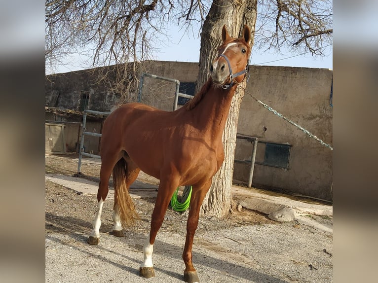 KWPN Stallion 6 years 16,3 hh Chestnut-Red in Torre Pacheco