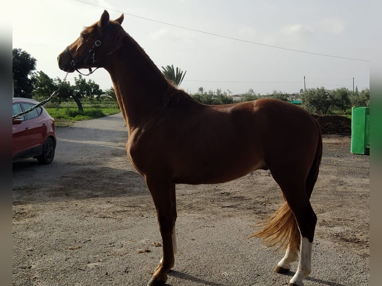 KWPN Stallion 6 years 16,3 hh Chestnut-Red in Torre Pacheco