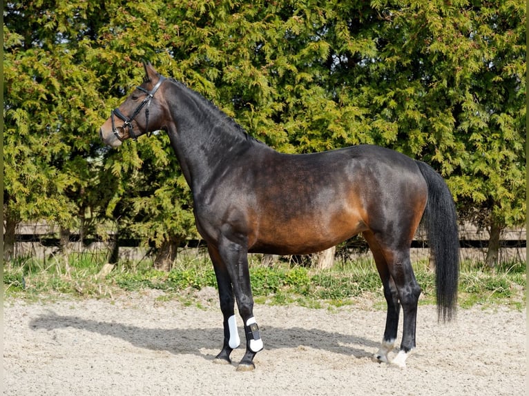 KWPN Stallion 6 years 16 hh Bay-Dark in Arum
