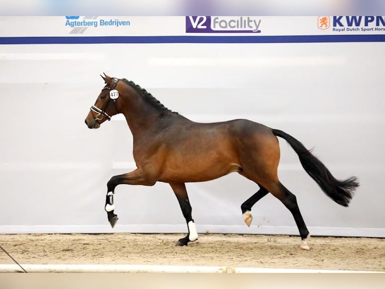 KWPN Stallion 6 years 16 hh Bay-Dark in Arum