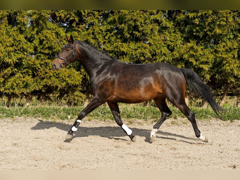 KWPN Stallion 6 years 16 hh Bay-Dark in Arum