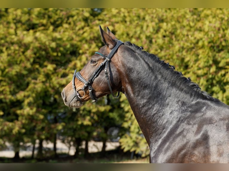 KWPN Stallion 6 years 16 hh Bay-Dark in Arum