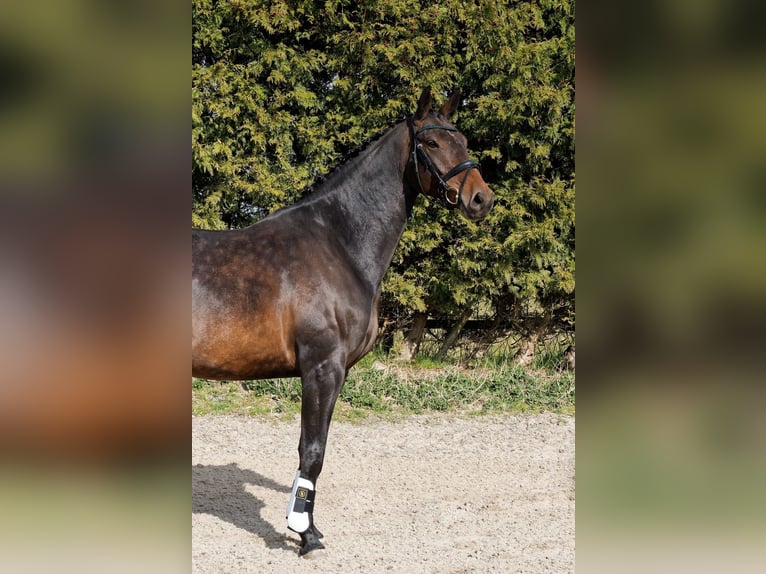 KWPN Stallion 6 years 16 hh Bay-Dark in Arum