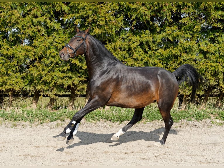 KWPN Stallion 6 years 16 hh Bay-Dark in Arum