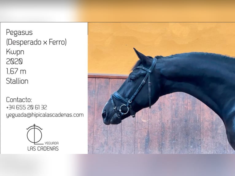 KWPN Stallion 6 years 16,1 hh Black in camarma