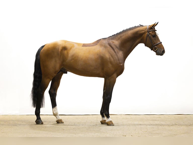 KWPN Stallion 6 years 16,1 hh Brown in Waddinxveen