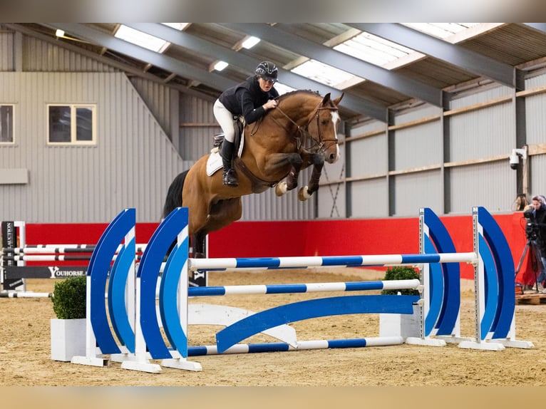 KWPN Stallion 6 years 16,1 hh Brown in Waddinxveen