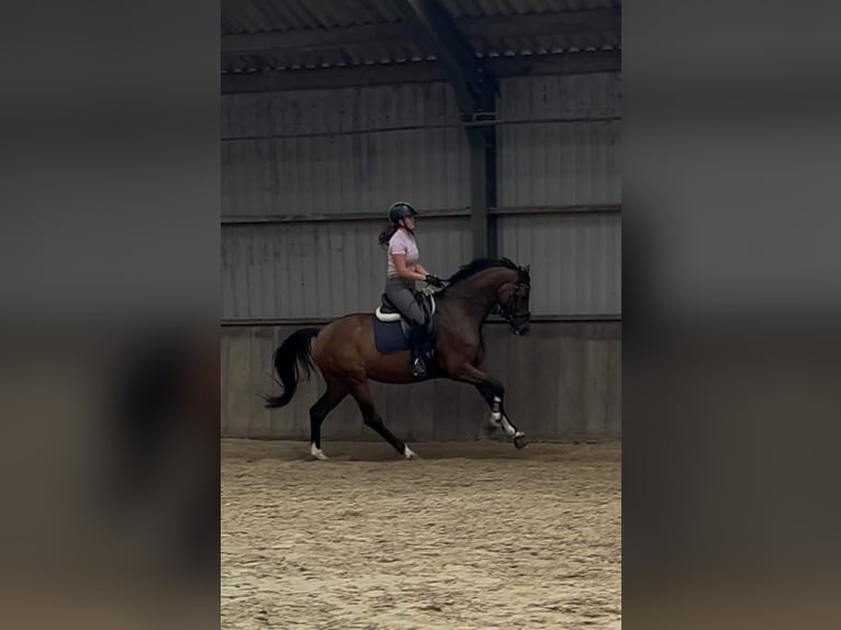 KWPN Stallion 6 years 16,3 hh Bay-Dark in Grolloo