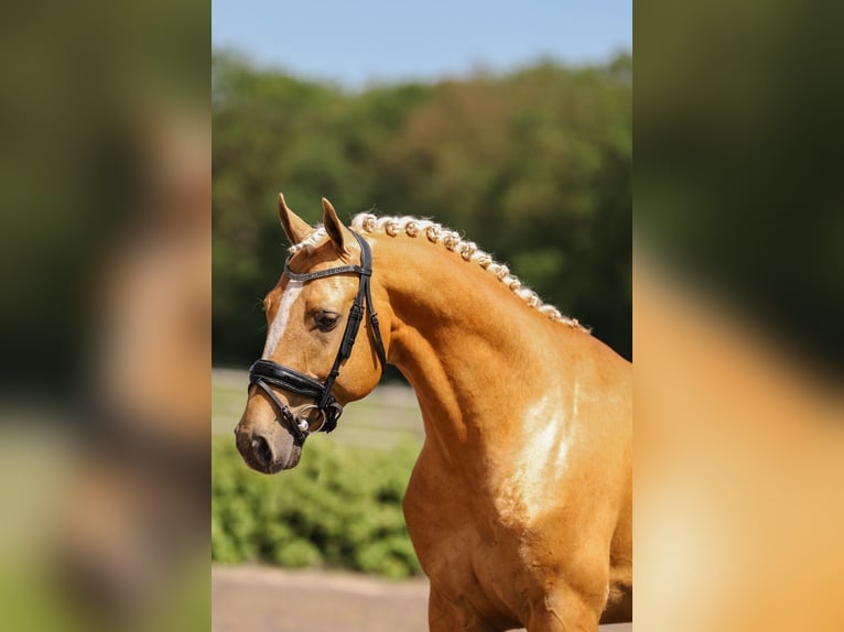 KWPN Stallion 6 years 17 hh Palomino in Ansen