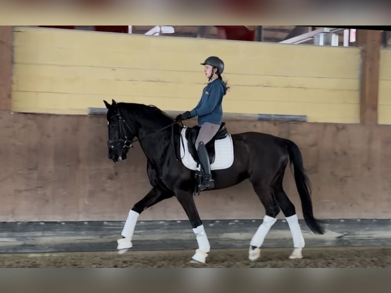 KWPN Stallion 6 years Black in Luisago