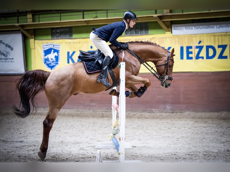KWPN Stallion 7 years 16,1 hh Chestnut-Red in Wysogotowo