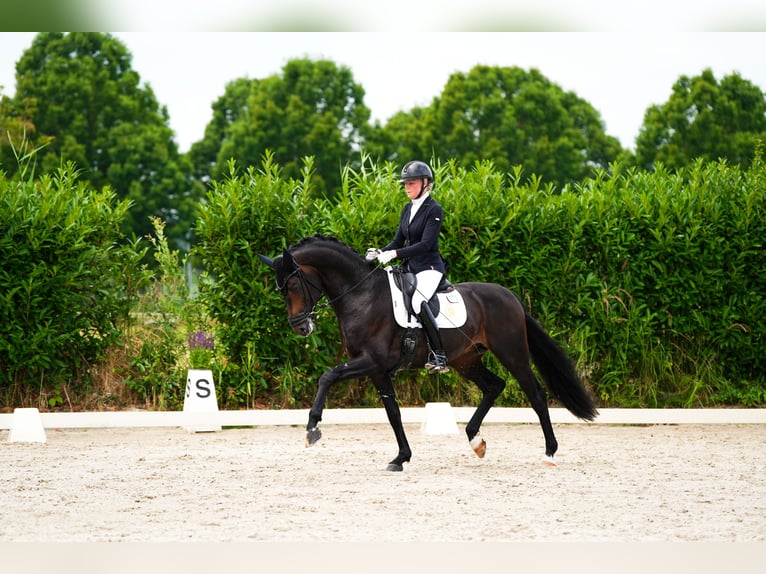 KWPN Stallion 7 years in Amstelveen