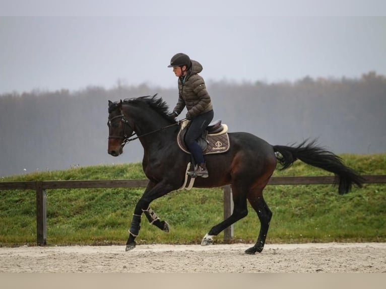KWPN Stallion 8 years 16,1 hh Smoky-Black in Góra Motyczna