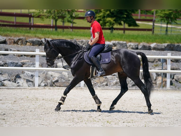 KWPN Stallion 8 years 16,2 hh Smoky-Black in Region Prag