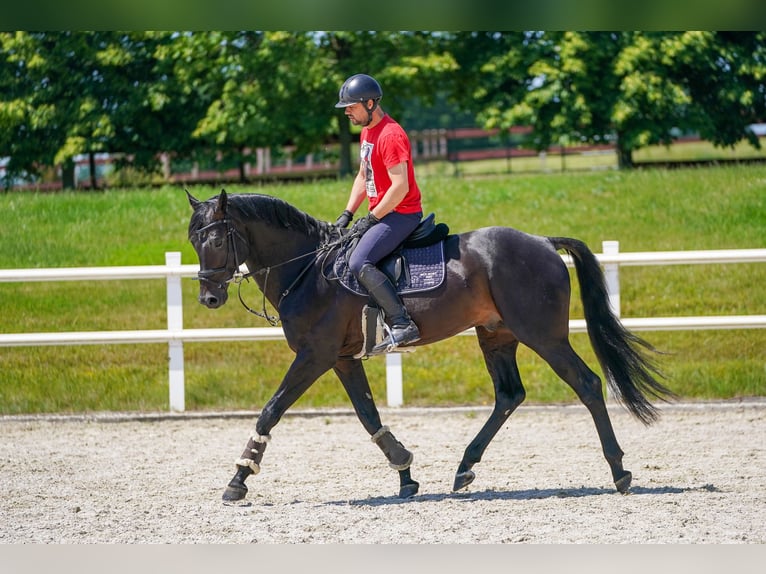 KWPN Stallion 8 years 16,2 hh Smoky-Black in Region Prag