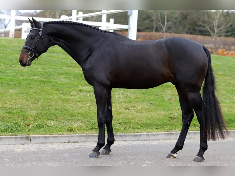 KWPN Stallion 8 years 16,2 hh Smoky-Black in Region Prag