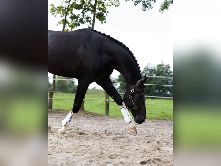 KWPN Stallion 8 years 17,1 hh Smoky-Black in Siegerswoude