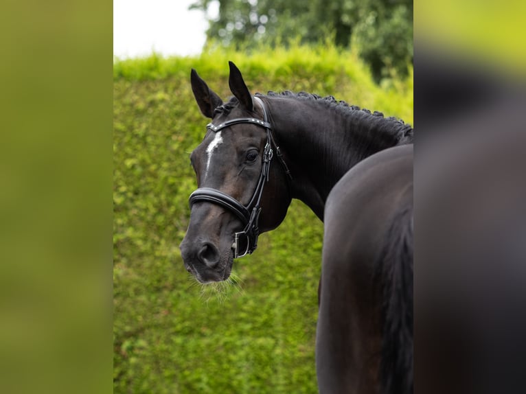 KWPN Stallion 8 years 17,1 hh Smoky-Black in Siegerswoude