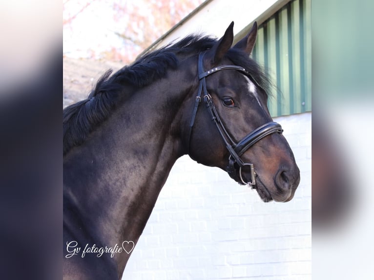 KWPN Stallion 8 years 17,1 hh Smoky-Black in Siegerswoude