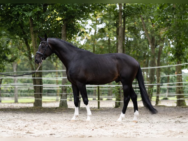 KWPN Stallion 8 years 17,1 hh Smoky-Black in Siegerswoude