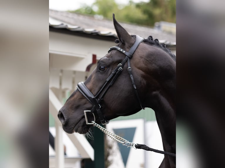 KWPN Stallion 8 years 17,1 hh Smoky-Black in Siegerswoude