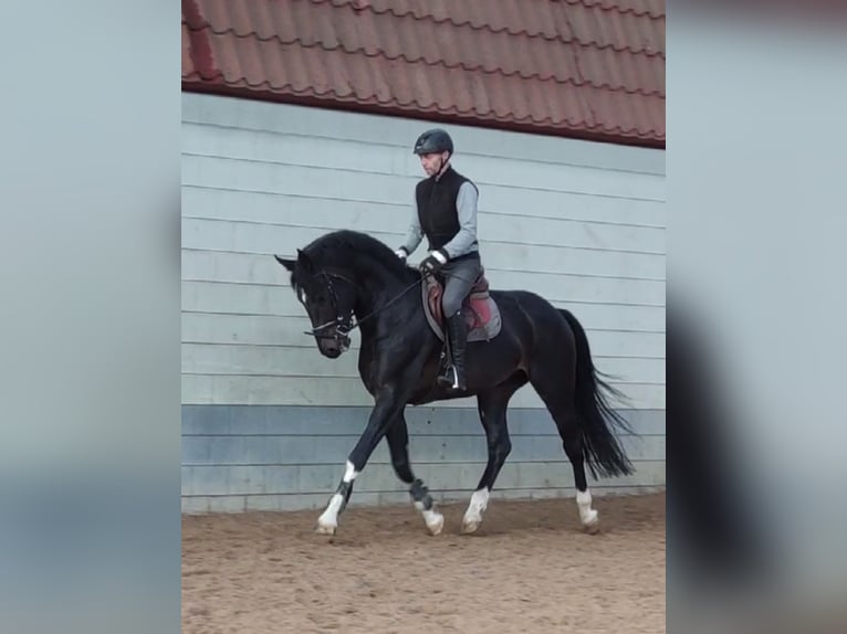 KWPN Stallion 8 years 17,1 hh Smoky-Black in Siegerswoude