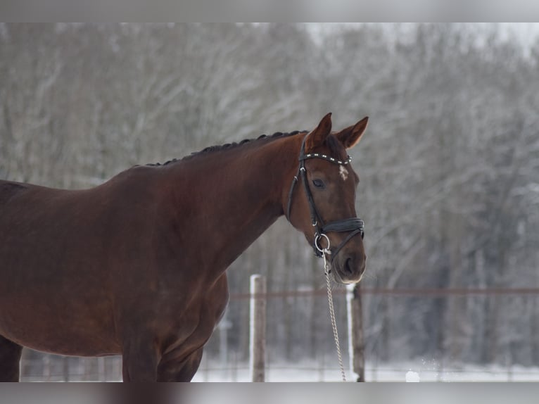 KWPN Stallion 8 years 17,1 hh Chestnut in Beilen