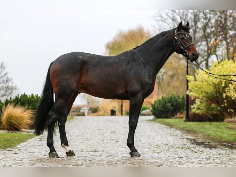 KWPN Stallion 9 years 16,1 hh Smoky-Black in Góra Motyczna