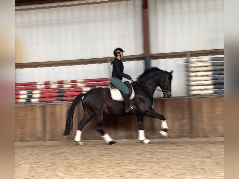 KWPN Stallion 9 years 16.2 hh Bay-Dark in Oud Gastel