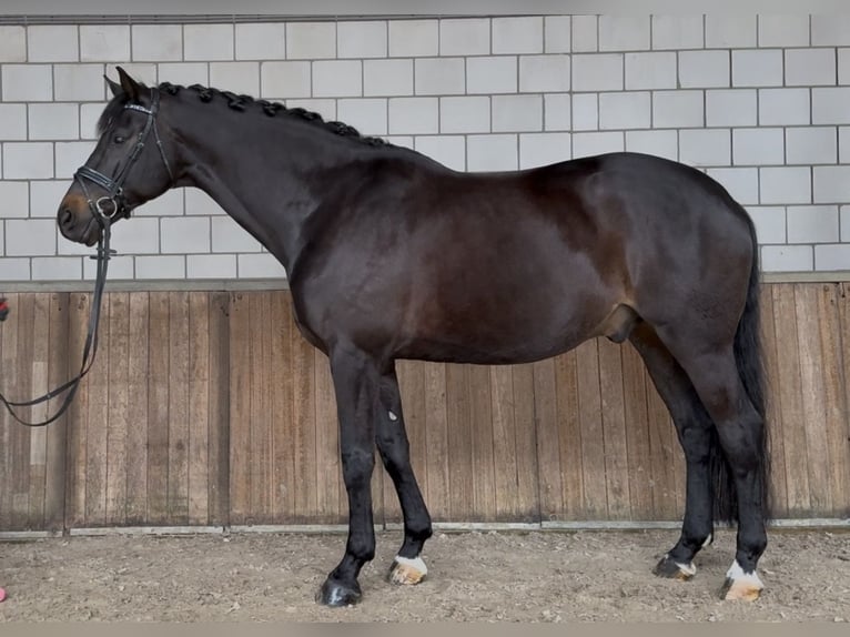 KWPN Stallion 9 years 16.2 hh Bay-Dark in Oud Gastel