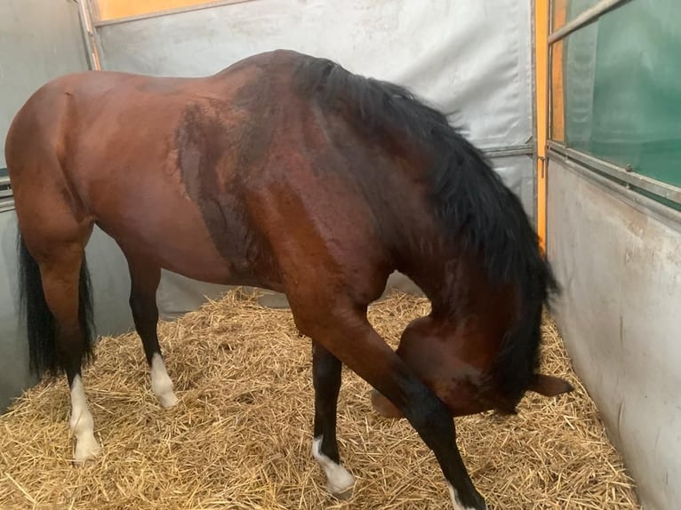 KWPN Stallion 9 years 16,2 hh Brown in Zyrakow