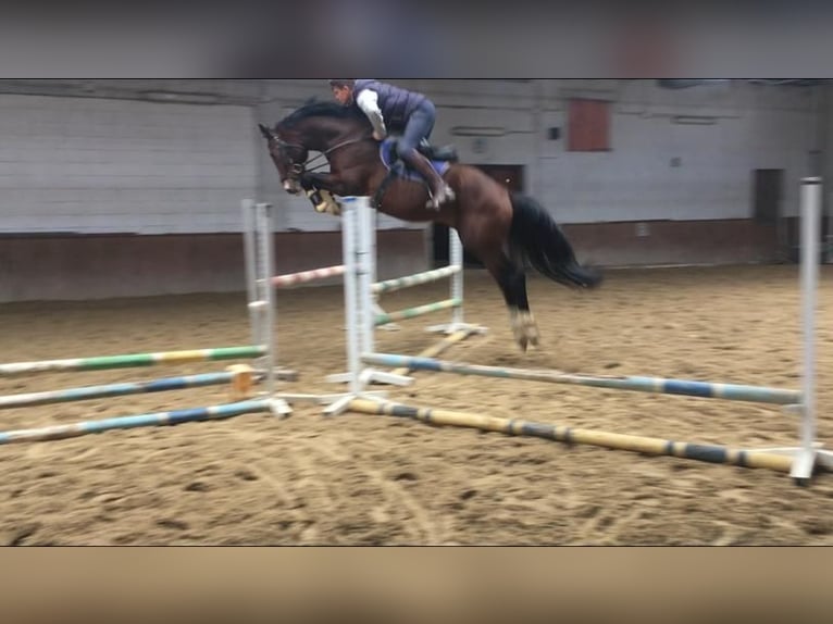 KWPN Stallion 9 years 16,2 hh Brown in Zyrakow