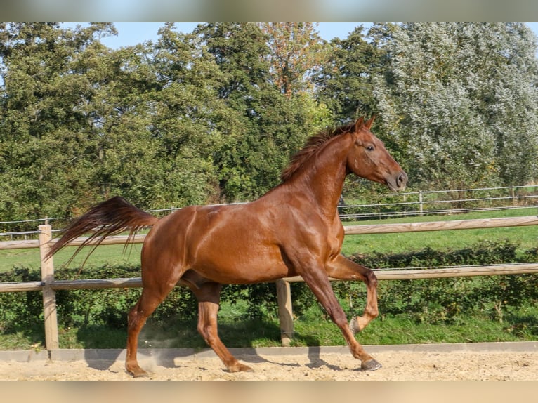 KWPN Stallion 9 years 16,2 hh Chestnut-Red in Lutjegast