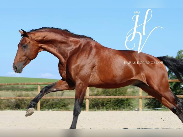 KWPN Stallion 9 years 16,3 hh Brown in Grury