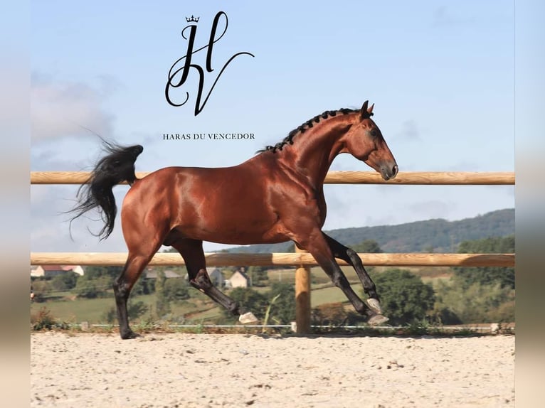 KWPN Stallion 9 years 16,3 hh Brown in Grury