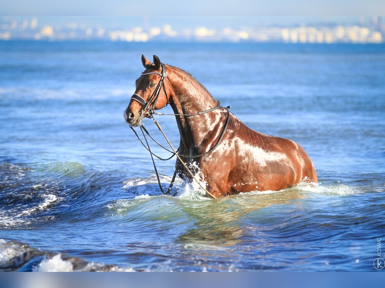 KWPN Stallion 9 years 16,3 hh Brown in Grury