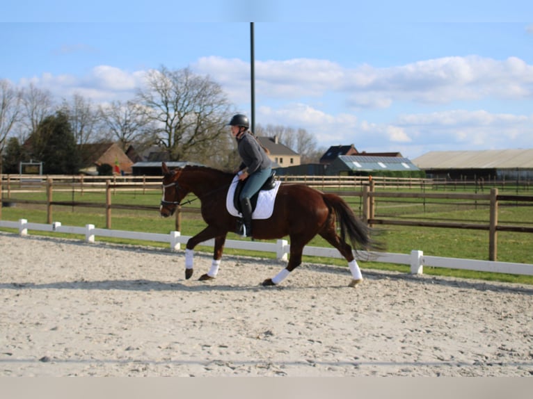 KWPN Stallion 9 years 16 hh Chestnut in Peer